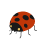 ladybug